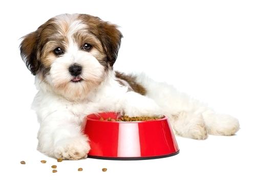 Just Raw Pet Food