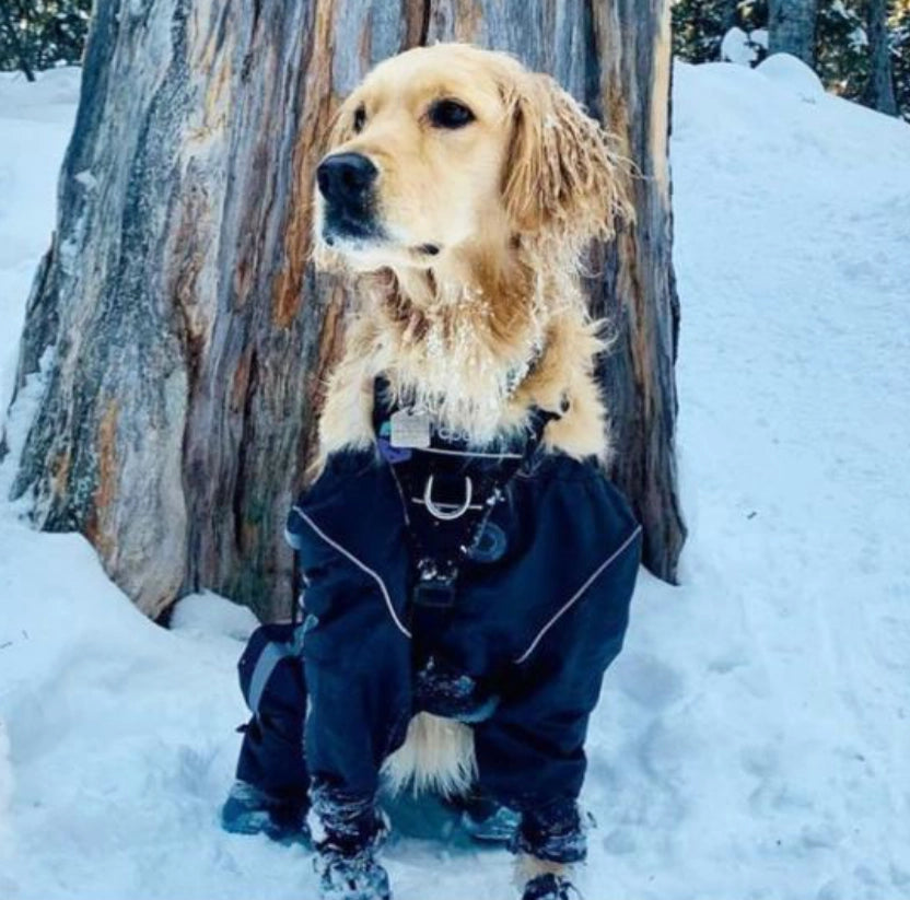 FouFou Dog Black Bodyguard Protective All- Weather Dog Pants
