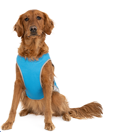 Chill Seeker Cooling Vest by Canada Pooch