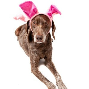 Pig Headband Ears & Tail Halloween Costume for Dogs