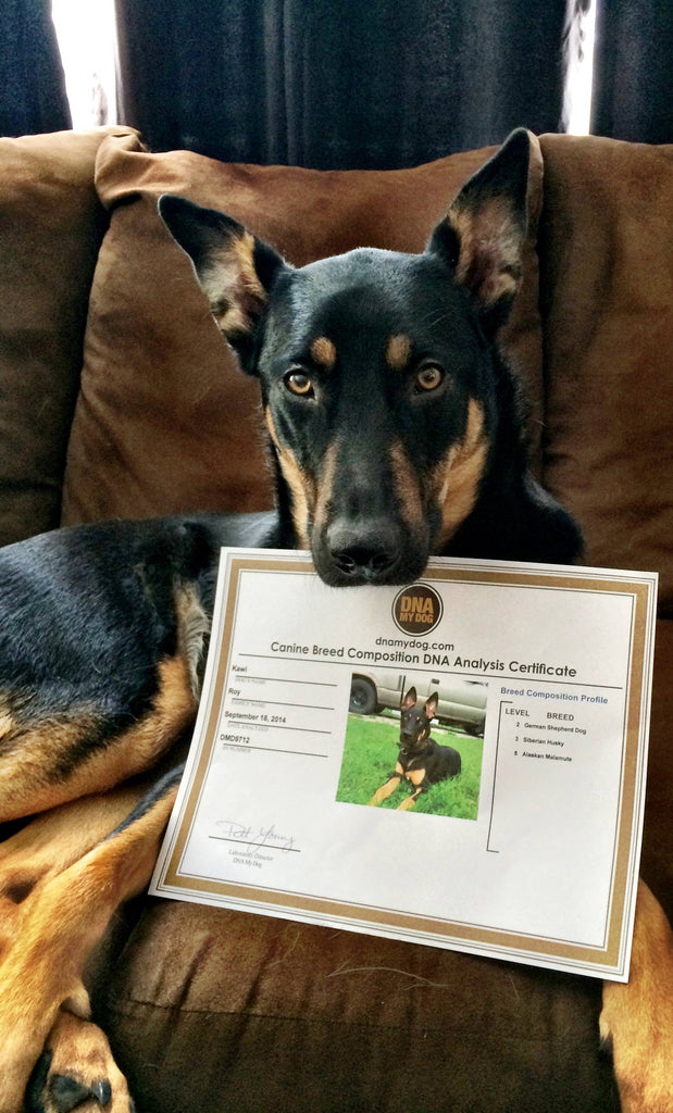 DNA My Dog Breed Identitication Test
