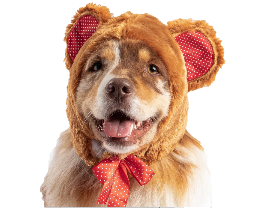 Dog bear outfit online