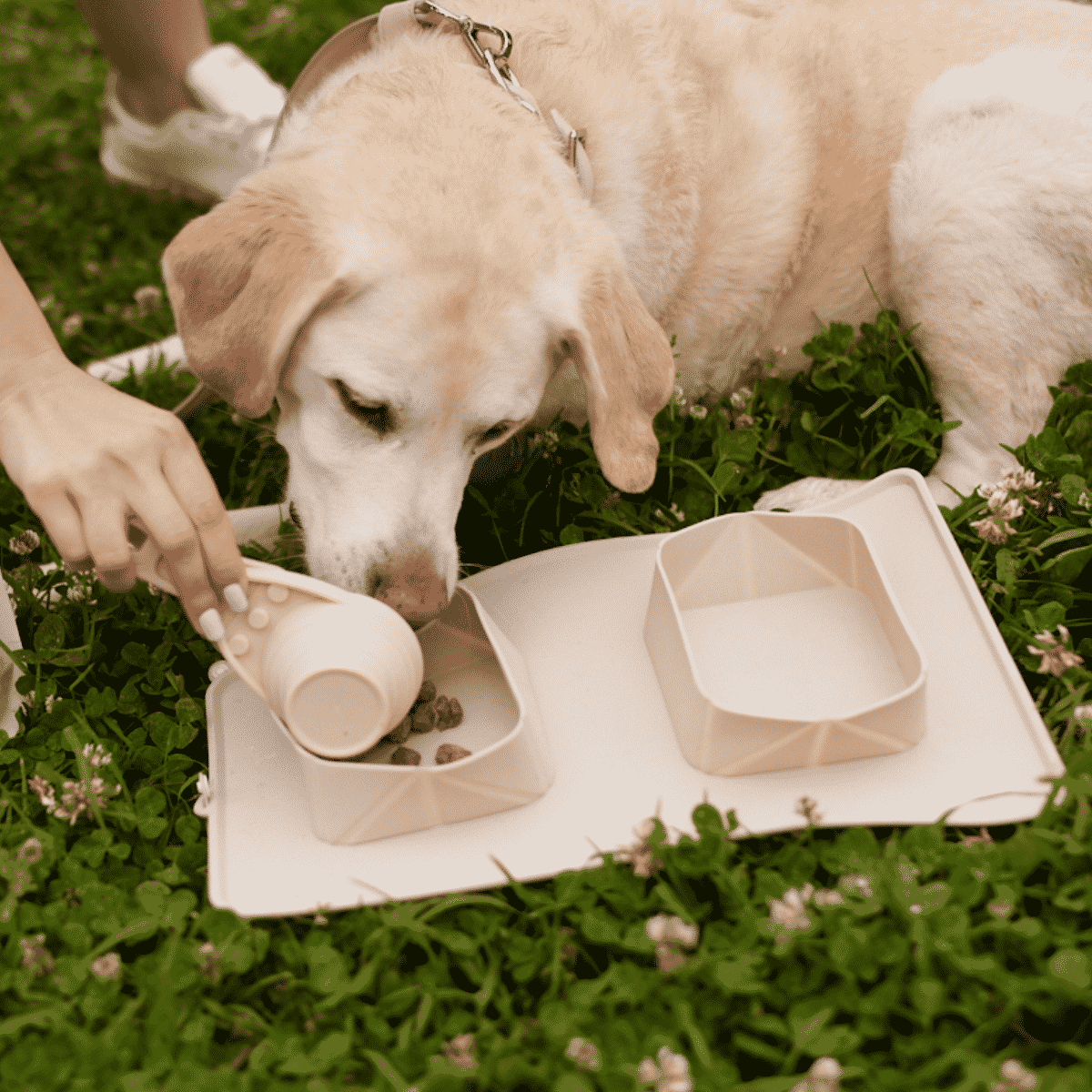 Dog travel bowl set clearance